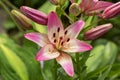 Pink Lily Flower. Lily flower close up. Shallow depth of field. Royalty Free Stock Photo