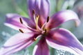 Pink Lily flower close-up. Royalty Free Stock Photo
