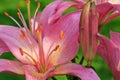 Pink lily flower closeup view. Royalty Free Stock Photo