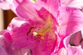 Pink lily flower detail. Closeup macro look to beautiful blossom. Nice valentine flower Royalty Free Stock Photo