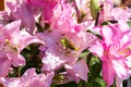 Pink lily flower detail. Closeup macro look to beautiful blossom. Nice valentine flower Royalty Free Stock Photo