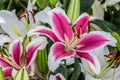 Pink lily Royalty Free Stock Photo