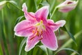 Pink Lily Flower