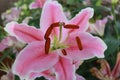 Pink lily flower in garden background,pink flower