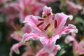 Pink lily flower in garden background,pink flower