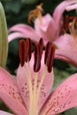 Pink lily in the flower garden