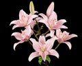 Pink lily flower, isolated on black background Royalty Free Stock Photo