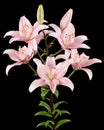 Pink lily flower, isolated on black background Royalty Free Stock Photo