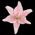 Pink lily flower, isolated on black background Royalty Free Stock Photo