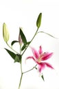 Pink lily flower isolated on white Royalty Free Stock Photo