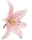 Pink lily flower, isolated on white background Royalty Free Stock Photo