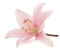 Pink lily flower, isolated on white background Royalty Free Stock Photo