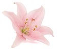 Pink lily flower, isolated on white background Royalty Free Stock Photo