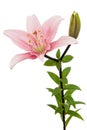 Pink lily flower, isolated on white background Royalty Free Stock Photo