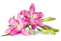Pink lily flower isolated on white Royalty Free Stock Photo