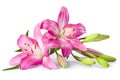 Pink lily flower isolated on white