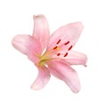 pink lily flower isolated on white Royalty Free Stock Photo