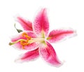 Pink lily flower isolated on white background Royalty Free Stock Photo