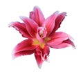 Pink lily flower isolated on white background with clipping path Royalty Free Stock Photo