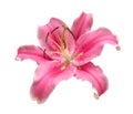 Pink lily flower isolated on white background, clipping path Royalty Free Stock Photo