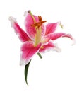 Pink lily flower isolated on white background Royalty Free Stock Photo