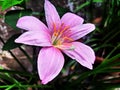 Pink Lily Flower Photography By Apoorve Verma