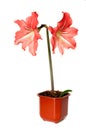 Pink lily in a flower pot isolated on a white background Royalty Free Stock Photo