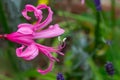 Pink lily flower with stamens and pestles in the garden on a blurry green background Royalty Free Stock Photo