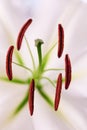 Pink lily flower with stamens and pistil close up. Natural flowery background Royalty Free Stock Photo