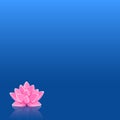 Pink Lily Flower in Still Blue Water Royalty Free Stock Photo