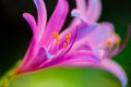 Pink lily flower with A strong contrast lighting effects Royalty Free Stock Photo