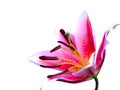 Pink lily flower Royalty Free Stock Photo