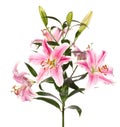 Pink Lily flower Royalty Free Stock Photo