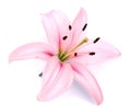 Pink lily flower Royalty Free Stock Photo