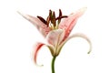 Pink lily flower on white background. Royalty Free Stock Photo