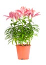 Pink lily in flowerpot isolated on white Royalty Free Stock Photo