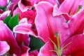 Deep Pink Lily Flower wedding bouquet