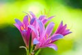 Pink lily flowers with beautiful green lighting effects