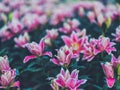 Pink lily flowers blooming in field Royalty Free Stock Photo