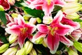 Pink lily flowers Royalty Free Stock Photo