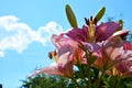 Pink Lily flowers close-up against the blue sky. Beautiful summer landscape. Flowering shrubs Royalty Free Stock Photo