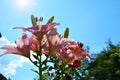 Pink Lily flowers close-up in the sun against the blue sky. Beautiful summer landscape. Flowering shrubs Royalty Free Stock Photo