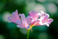 Pink lily flowers with deep green lighting effects