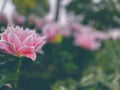 Pink lily flowers full blooming in field Royalty Free Stock Photo