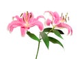 Pink lily flowers with green leaves isolated on white background, path Royalty Free Stock Photo