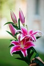 Pink lily flowers on green nature background Royalty Free Stock Photo