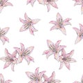 Pink lily flowers isolated on white background. Watercolor handwork illustration. Draw of blooming lily. Seamless pattern
