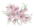 Pink lily flowers isolated on white background. Watercolor handwork illustration. Drawing of blooming lily with green leaves Royalty Free Stock Photo