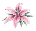 Pink lily flowers isolated on white background. Watercolor handwork illustration.