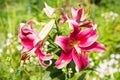 Pink lily flowers lat. LÃÂ­lium on a background of green leaves on a clear sunny summer day. Nature flora flowers Royalty Free Stock Photo